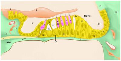 Bioinformatic Integration of Molecular Networks and Major Pathways Involved in Mice Cochlear and Vestibular Supporting Cells